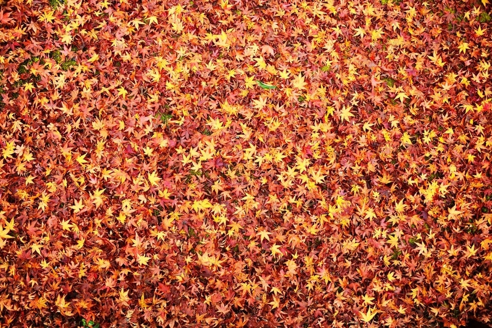 Fall leaves indicating the seasonal change in Kyoto, Japan.